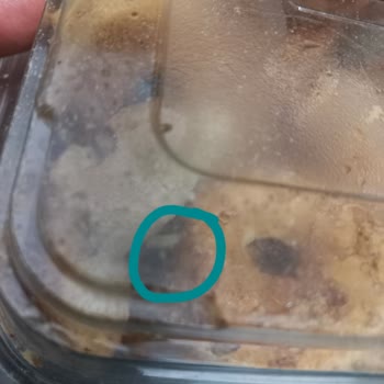 Şok Market &TAMKÖY Kurtlu Ürün