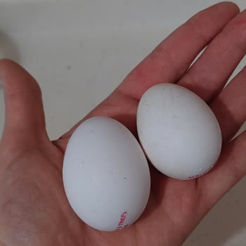 Kozlu Gıda Kozlu Yumurta, Kolilerde Alakasız Boyda Ürünler Çıkıyor!