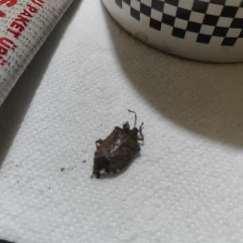 Nescafe İçinden Böcek Çıktı, Az Daha Yutacaktım Zor Çıkardım Ağzımdan