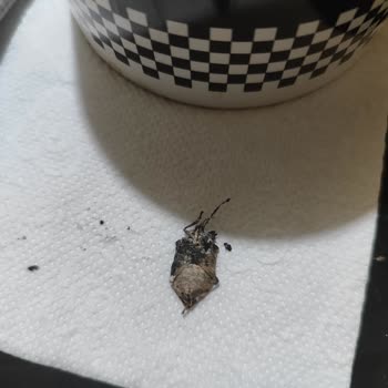 Nescafe İçinden Böcek Çıktı, Az Daha Yutacaktım Zor Çıkardım Ağzımdan