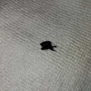 Tarabya Peynir Tarabya Kaşar Peynir