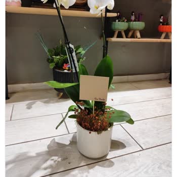 Çiçek Sepeti Gönderilen Ürün Görsel İle Aynı Değil