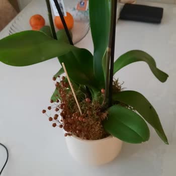 Çiçek Sepeti Gönderilen Ürün Görsel İle Aynı Değil