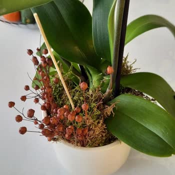 Çiçek Sepeti Gönderilen Ürün Görsel İle Aynı Değil