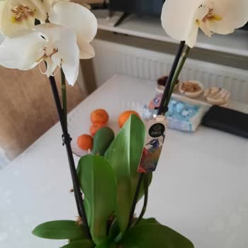 Çiçek Sepeti Gönderilen Ürün Görsel İle Aynı Değil