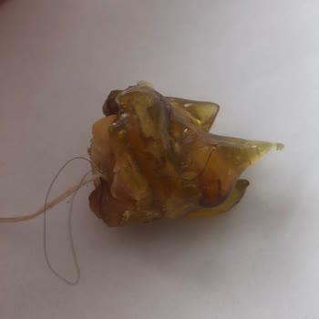 Makbul Ürününden Saç Kılı Çıktı