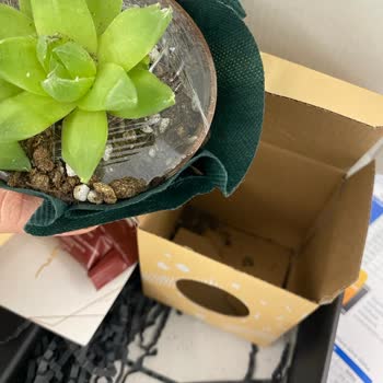 Muhiku Hediye Sukulent Dağılmış Ve Dökülmüş Olarak Geldi