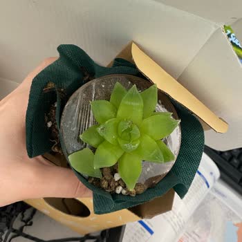 Muhiku Hediye Sukulent Dağılmış Ve Dökülmüş Olarak Geldi