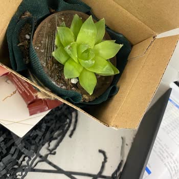 Muhiku Hediye Sukulent Dağılmış Ve Dökülmüş Olarak Geldi