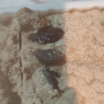 Tarım Kredi Kooperatif Market Tarım Kooperatifleri Antep Fıstıklı Helvadan Taş Çıktı