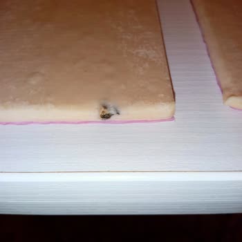 SuperFresh Sürpriz Karşılaşma: Milföyde Beklenmedik Misafir