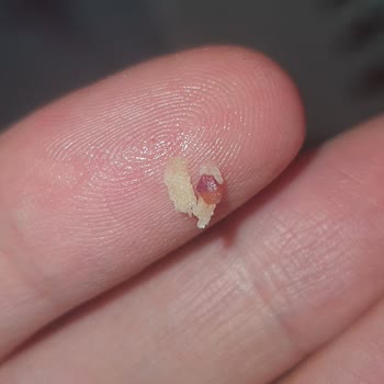 Dardanel Ton Balığında Sert Cisim Çıktı