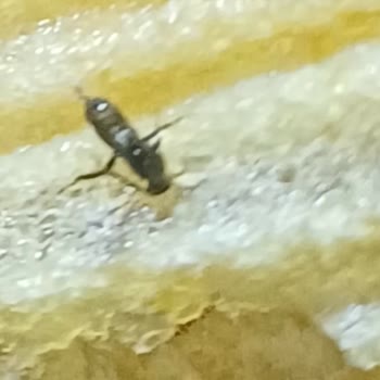 Ruffles Cipsten Çıkan Böcek