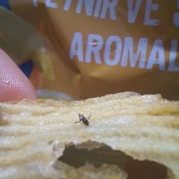 Ruffles Cipsten Çıkan Böcek