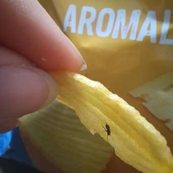 Ruffles Cipsten Çıkan Böcek