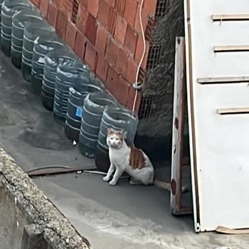 İstanbul İtfaiyesi Çatıda Mahsur Kalan Kedi
