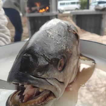 Balıkhanem Bayat Ve Kokmuş Balık Satıyorlar