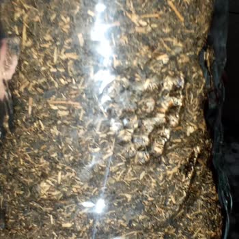 BİM Çay Yerine Samanlı Ot Satıyor