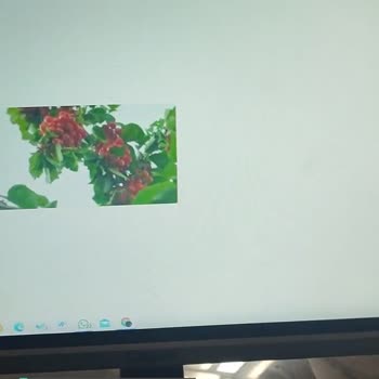 Lifebox Fotoğraflar Açılmıyor