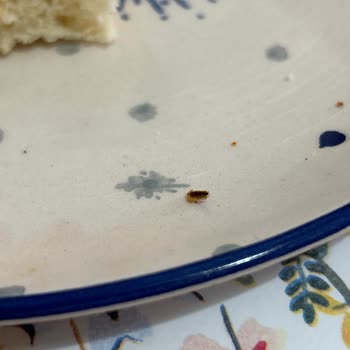 A101 Berona Pizza İçindeki Kırk Ayak