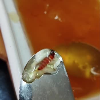 Migros Kayısı Reçeli İçinden Çıkan Kurt