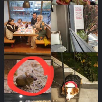 Liva Pastanesi (livashop.com) Dikkat Fare Mi Var?