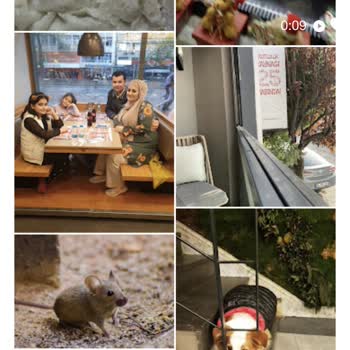 Liva Pastanesi (livashop.com) Dikkat Fare Mi Var?