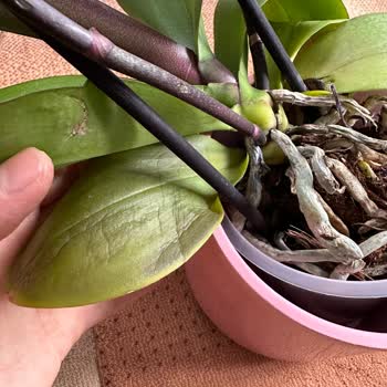 ÇiçekSepeti Çiçek Sepetinden Alışveriş Yapılmaz