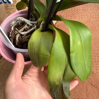 ÇiçekSepeti Çiçek Sepetinden Alışveriş Yapılmaz