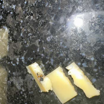 File Marketin Kendi Harras Markası Kaşardan Böcek Çıktı