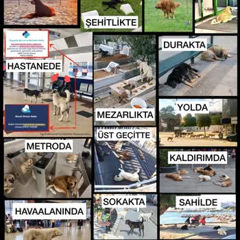 TBMM Başıboş Köpek Sorunu