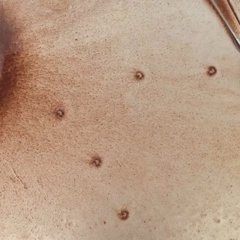 Nestle Sıcak Çikolata İçinden Çıkan Kurtlar