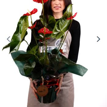 Taze Çiçek (tazecicek.com) Hayal Kırıklığı Çiçek Gönderimi