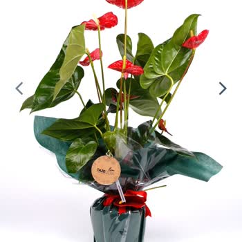 Taze Çiçek (tazecicek.com) Hayal Kırıklığı Çiçek Gönderimi