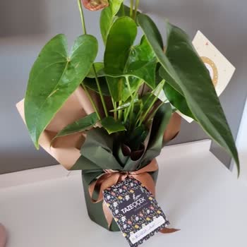 Taze Çiçek (tazecicek.com) Hayal Kırıklığı Çiçek Gönderimi