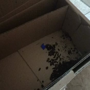 Osevio.com Hediye Çiçek Hayal Kırıklığı