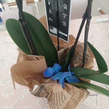 Osevio.com Hediye Çiçek Hayal Kırıklığı