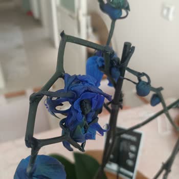 Osevio.com Hediye Çiçek Hayal Kırıklığı