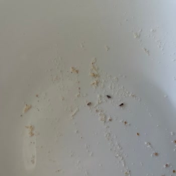 Makarna Lütfen Tam Buğday Unundan Böcek Çıktı