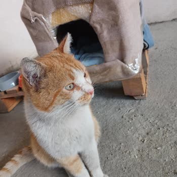 Küçükçekmece Belediyesi Sağlam Gitti Hasta Geldi