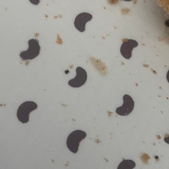 BİM'den Aldığım Tam Buğdaylı Ekmek