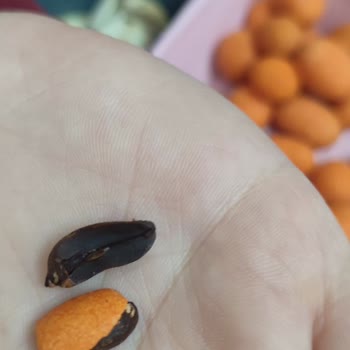 Makbul Cips Fıstığın İçindeki Simsiyah Fıstıklar