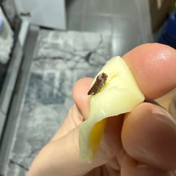 Aknaz Peynirin İçinde Yabancı Cisim