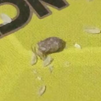 Muscle Balance Nutrition Musclebalance Böceklenmiş Ürün