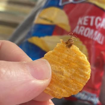 Ruffles Ketçaplı Cips İçinden Çıkan Böcek