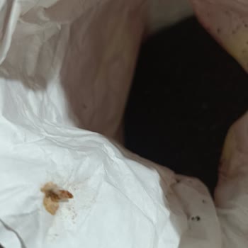 BİM Binden Aldığım Çay Kurtlu Çıktı