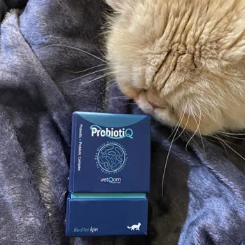 Hill's Pet Hill's Kedi Maması