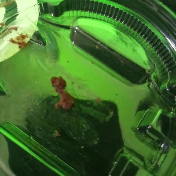 Ülker Olala Sufleden Cisim Çıktı