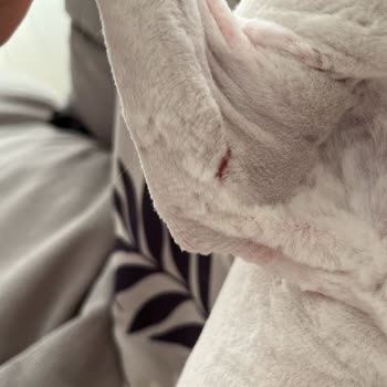 Karamel Pethouse Kedimizin Her Tarafı Kesik İçinde