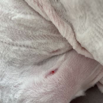 Karamel Pethouse Kedimizin Her Tarafı Kesik İçinde